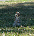 Thumbnail for version as of 22:10, 28 March 2007