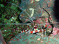 Thumbnail for version as of 07:48, 18 November 2007