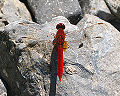 Thumbnail for version as of 00:46, 29 November 2007