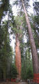 Thumbnail for version as of 21:03, 12 June 2008
