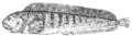 Thumbnail for version as of 19:55, 13 November 2006