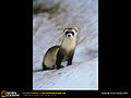 Thumbnail for version as of 04:43, 3 December 2008
