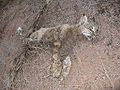 Thumbnail for version as of 02:02, 2 January 2007