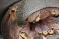 Thumbnail for version as of 02:07, 12 February 2007