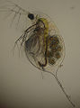 Thumbnail for version as of 01:43, 1 December 2009