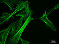 Thumbnail for version as of 05:55, 20 November 2007