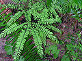 Thumbnail for version as of 05:31, 27 May 2008