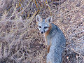 Thumbnail for version as of 01:37, 11 March 2008