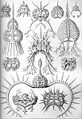 Thumbnail for version as of 17:57, 16 March 2007