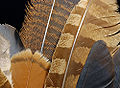 Thumbnail for version as of 22:18, 31 March 2007