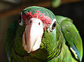 Thumbnail for version as of 00:01, 17 December 2008