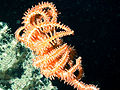 Thumbnail for version as of 20:29, 29 September 2006
