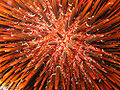Thumbnail for version as of 23:23, 26 October 2008