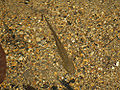 Thumbnail for version as of 19:55, 31 December 2007