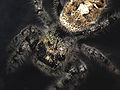 Thumbnail for version as of 02:32, 20 October 2006