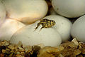 Thumbnail for version as of 20:03, 15 November 2006