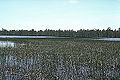Thumbnail for version as of 05:52, 2 January 2007