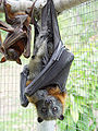 Thumbnail for version as of 20:39, 31 December 2006