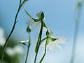 Thumbnail for version as of 05:18, 5 May 2011