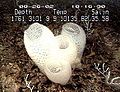 Thumbnail for version as of 19:18, 26 September 2006