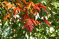 Thumbnail for version as of 16:46, 28 May 2007