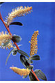 Thumbnail for version as of 09:11, 9 January 2007