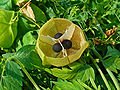 Thumbnail for version as of 08:35, 10 May 2012