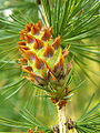 Thumbnail for version as of 05:36, 17 June 2008