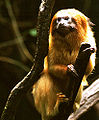 Thumbnail for version as of 05:19, 23 November 2008
