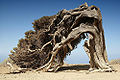 Thumbnail for version as of 20:25, 15 June 2008