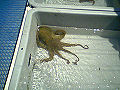 Thumbnail for version as of 19:31, 25 November 2007