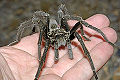 Thumbnail for version as of 03:19, 25 October 2006