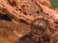 Thumbnail for version as of 18:42, 2 January 2008