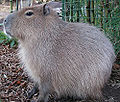 Thumbnail for version as of 02:11, 21 November 2008