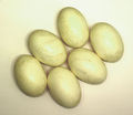 Thumbnail for version as of 16:47, 30 December 2008