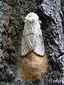 Thumbnail for version as of 20:44, 25 November 2007