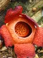 Thumbnail for version as of 22:36, 19 May 2013