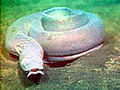 Thumbnail for version as of 02:07, 21 February 2011