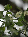 Thumbnail for version as of 16:56, 11 May 2007