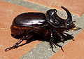 Thumbnail for version as of 04:32, 3 December 2009