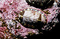 Thumbnail for version as of 17:04, 26 September 2006