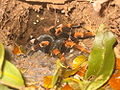 Thumbnail for version as of 19:13, 24 October 2006