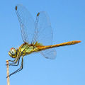 Thumbnail for version as of 01:15, 21 November 2007
