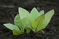 Thumbnail for version as of 01:42, 9 May 2010