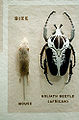 Thumbnail for version as of 05:04, 10 December 2010