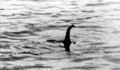 Thumbnail for version as of 15:30, 25 October 2007