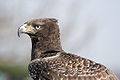 Thumbnail for version as of 02:53, 9 December 2009