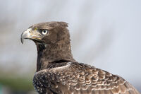 Martial Eagle.jpg