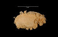 Sea pig (Scotoplanes angelicus)