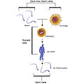 Thumbnail for version as of 21:53, 24 March 2010